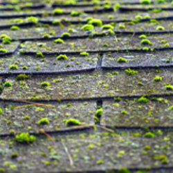 Moss-Roof