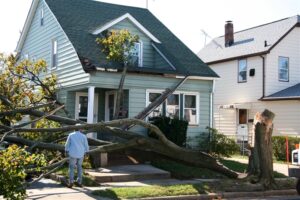 fallen tree damaged roofing